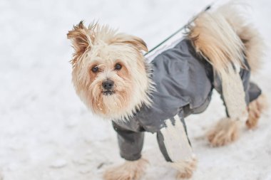 Karda elbiseli köpek