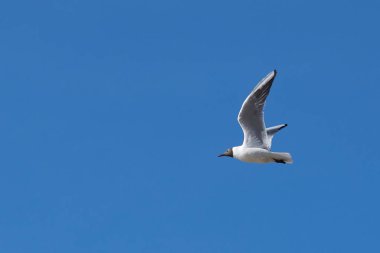 Mavi gökyüzü arka planında beyaz martı