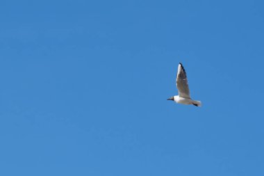 Mavi gökyüzü arka planında beyaz martı