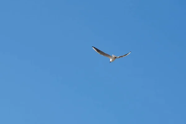 Біла чайка на фоні блакитного неба — стокове фото