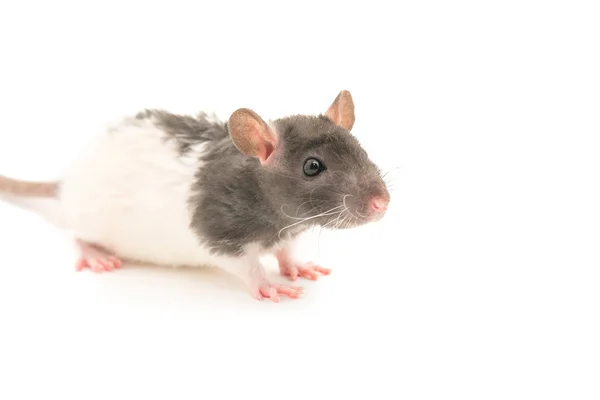 Cute black and white decorative rat isolated on white background — Stock Photo, Image