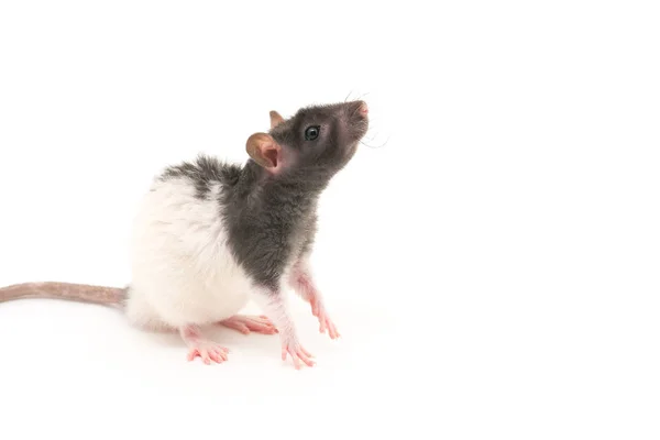 Linda rata decorativa blanca y negra aislada sobre fondo blanco — Foto de Stock