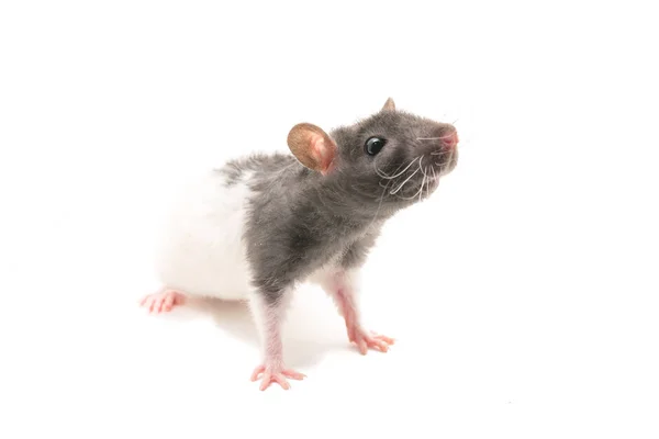 Cute black and white decorative rat isolated on white background — Stock Photo, Image