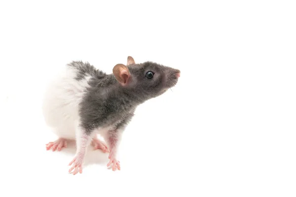 Linda rata decorativa blanca y negra aislada sobre fondo blanco — Foto de Stock