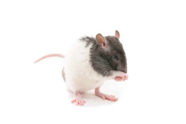 Niedlichen schwarzen und weißen dekorativen Ratte steht auf Hinterbeinen isoliert auf weißem Hintergrund — Stockfoto