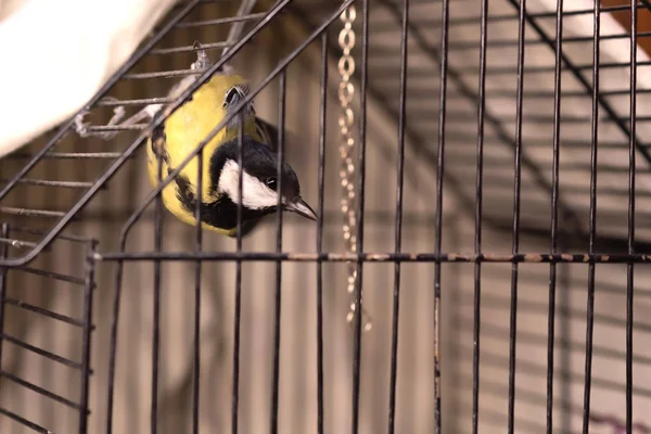 Um titmouse em uma gaiola, um pássaro cativo, joga e rasteja de cabeça para baixo . — Fotografia de Stock