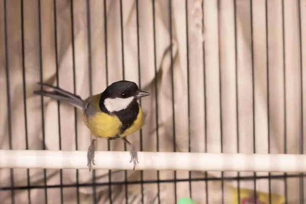 Un oiseau dans une cage, un oiseau captif qui devrait être libre . — Photo