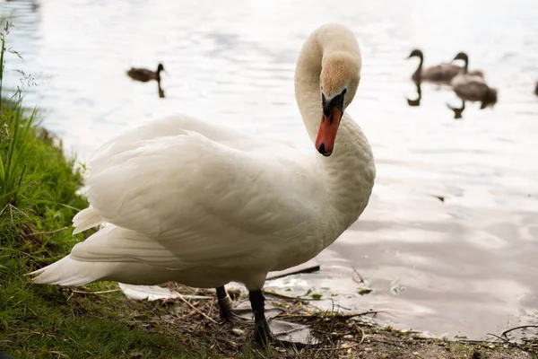 Hermoso cisne blanco en el lago. Limpia alas — Foto de Stock