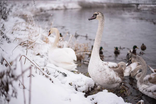 Schwäne am See, mit Küken, im Winter. — Stockfoto