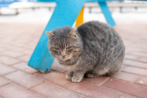 Gato gris sin hogar con una mirada triste . —  Fotos de Stock