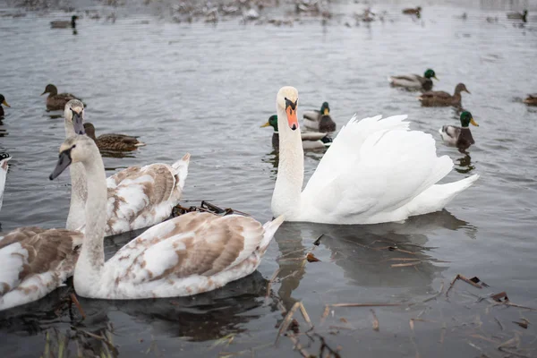 湖上的天鹅，带着小鸡，在冬天. — 图库照片