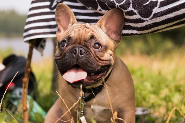 Un perrito buda en la naturaleza, con su lengua colgando . —  Fotos de Stock