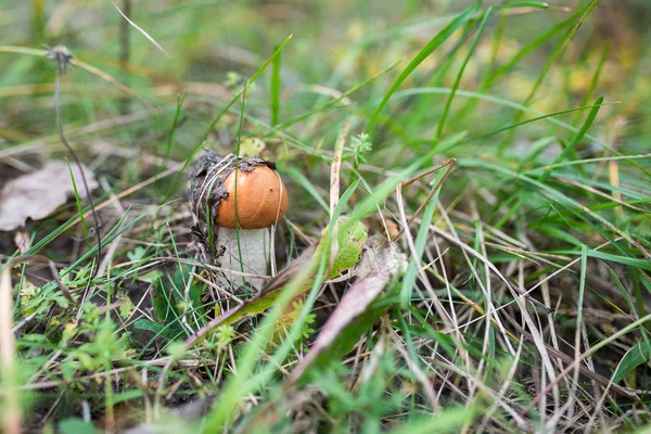 A small mushroom in the grass, in the middle of the forest. — Stock Photo, Image