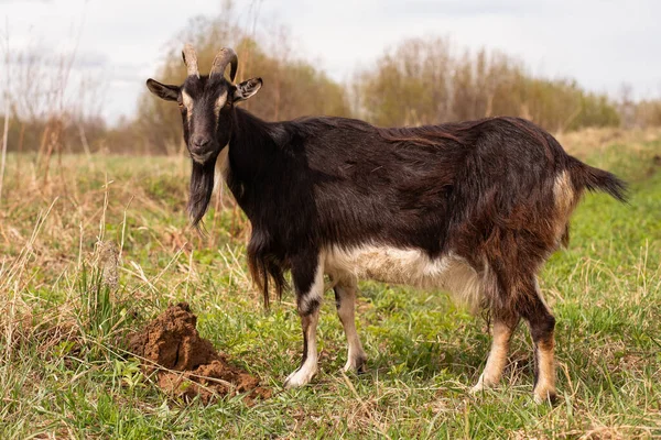 Braune Ziege auf einem Feld auf einer Koppel. — Stockfoto