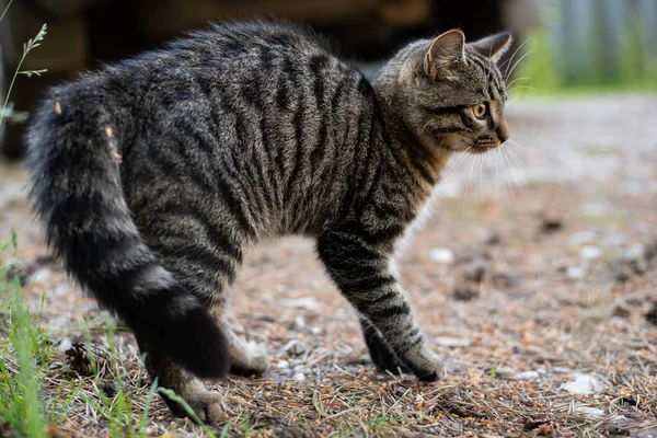 Tabby gato en una postura agresiva, en la calle . —  Fotos de Stock