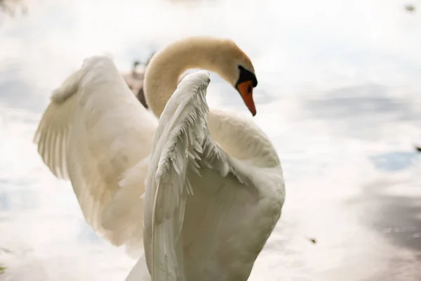 Cisne branco bonito no lago. Observando a moldura . — Fotografia de Stock