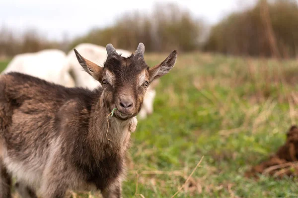 Poco lindo cabra masticando hierba en el campo . —  Fotos de Stock