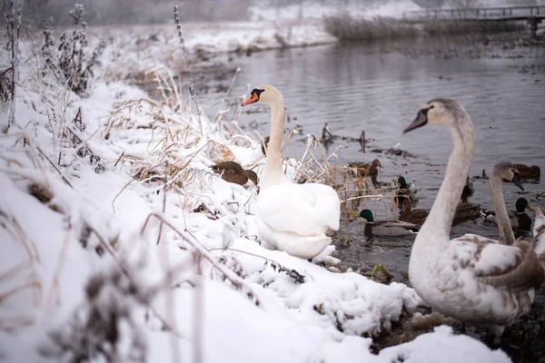 Cisnes Lago Con Polluelos Invierno Para Cualquier Propósito — Foto de Stock