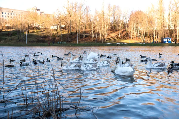 Schöner Weißer Schwan Auf Dem See Mit Kleinen Küken Für — Stockfoto