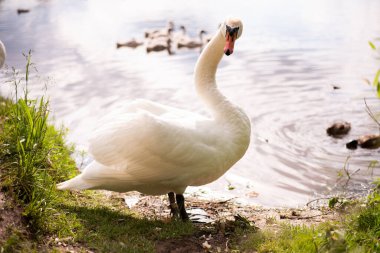 Gölde güzel beyaz bir kuğu. Çerçeveyi izliyorum. Herhangi bir amaç için.