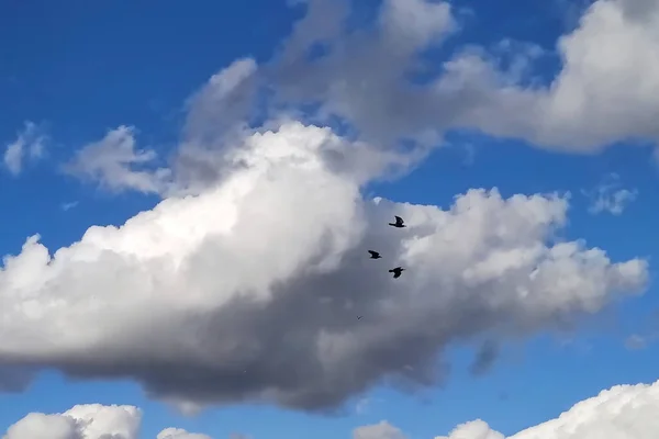 Uzakta Bulutlu Gökyüzündeki Kuşlar Herhangi Bir Amaç Için — Stok fotoğraf