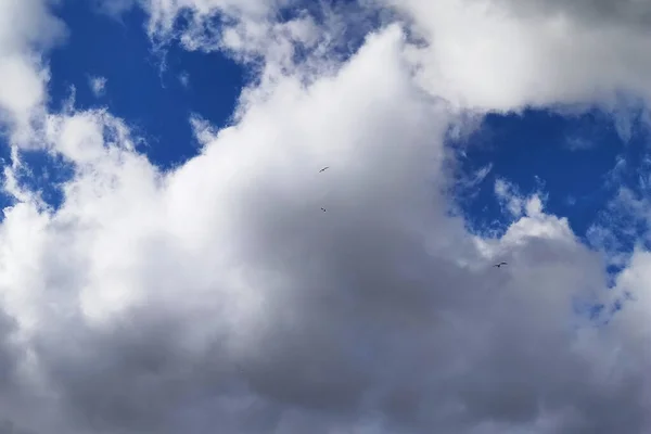 Oiseaux Dans Ciel Nuageux Loin Pour Tout — Photo