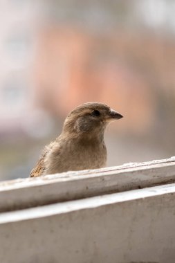 Şehir Serçesi, kadın, balkonda. Herhangi bir amaç için.