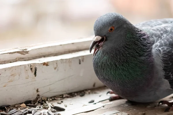 Urban Pigeon Eating Seeds Balcony People Any Purpose — Stock Photo, Image