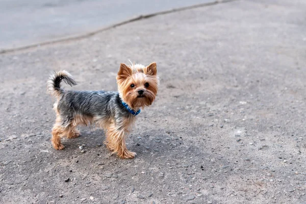 Yorkshirskiy Terrier City Walk Any Purpose — Stock Photo, Image