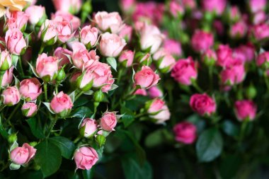 sokak çiçek pazarı. farklı gül