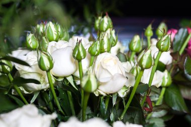 sokak çiçek pazarı. farklı gül