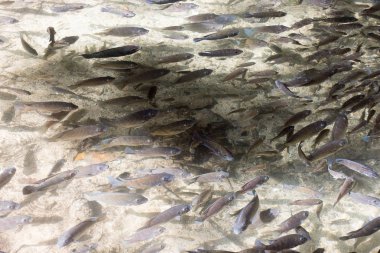 Parlak güneşli havalarda gri balık sürüsü yüzmek göl temiz su