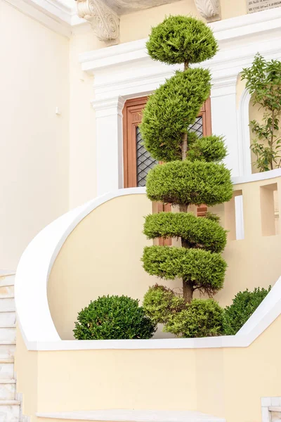 Bel arbre décoratif près du bâtiment de la ville — Photo