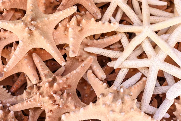 Muitas belas estrelas do mar de dois tipos — Fotografia de Stock