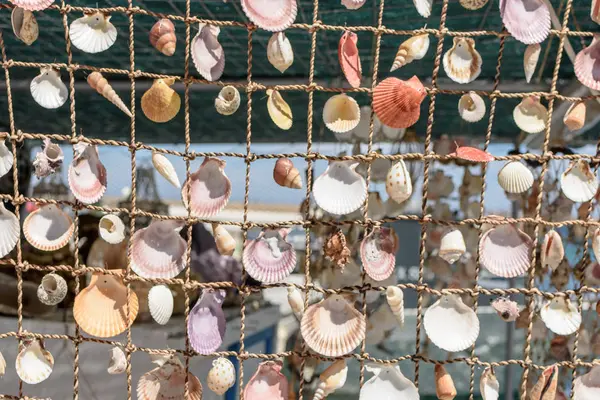 Perdeleri denizden güzel renkli deniz kabukları