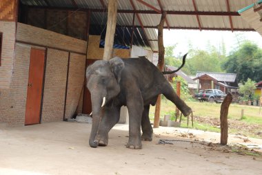 Büyük fil insanlar onun oyunculuk ve sanat ile şaşırtıyor