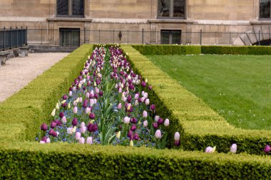 Güzel çok renkli lale bir canlı yeşil çit arasında büyümek