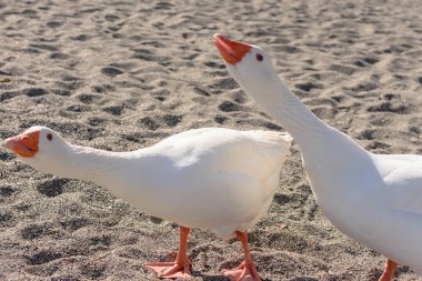 İki güzel şişman kaz kum yürüyüş