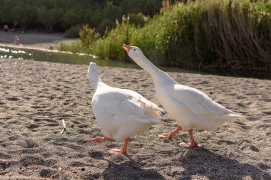 İki güzel şişman kaz kum yürüyüş