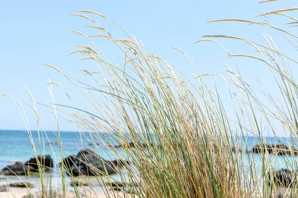 Yeşil çimenlerin üzerinde arka plan mavi okyanus ve mavi gökyüzü