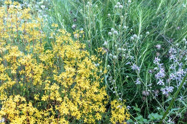 Žluté a modré květy krásně rostou v poli — Stock fotografie