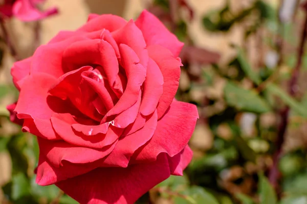 Big beautiful red flower on a beautiful background — Stock Photo, Image