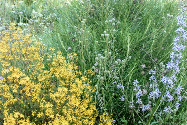 Żółty i niebieski kwiaty pięknie rosną na polu — Zdjęcie stockowe