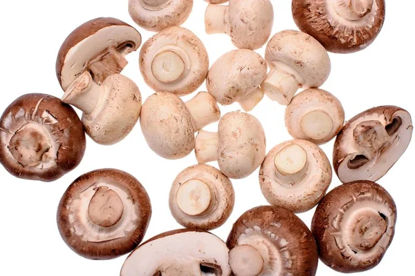 Cogumelos brancos e cinzentos, isolados sobre um fundo branco — Fotografia de Stock