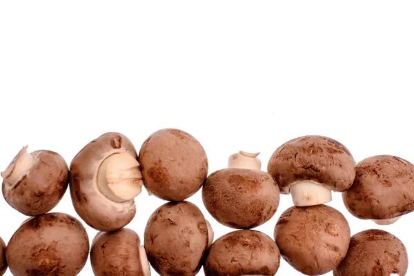 Gray mushrooms champignons isolated on white background — Stock Photo, Image