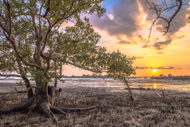 mangrov bataklık Sarasin köprü Phang Nga ilinde yakınındaki