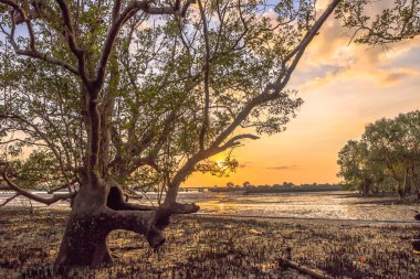 mangrov bataklık Sarasin köprü Phang Nga ilinde yakınındaki
