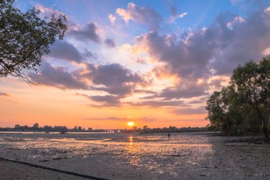 mangrov bataklık Sarasin köprü Phang Nga ilinde yakınındaki