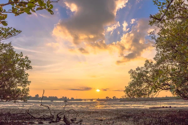 mangrov bataklık Sarasin köprü Phang Nga ilinde yakınındaki