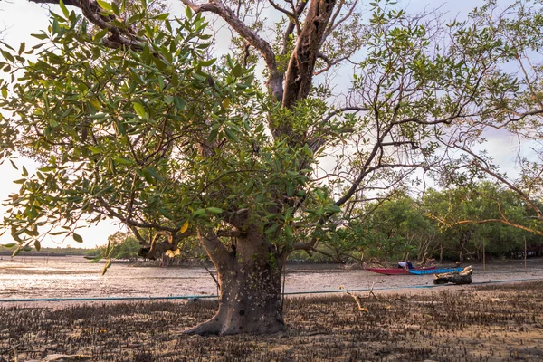 Pântano de mangue perto da ponte Sarasin na província de Phang Nga — Fotografia de Stock